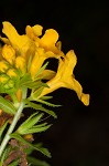 Carolina puccoon