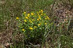 Carolina puccoon