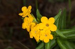 Carolina puccoon