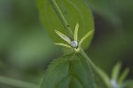 Tuberous stoneseed