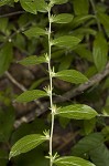 Tuberous stoneseed