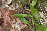 Tuberous stoneseed