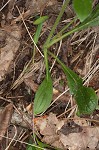 Tuberous stoneseed