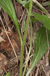 Tuberous stoneseed