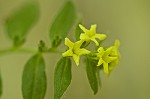 Tuberous stoneseed