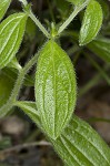 Tuberous stoneseed