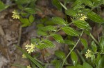 Tuberous stoneseed