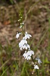 Pale lobelia