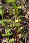 Pale lobelia