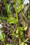 Pale lobelia