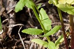 Pale lobelia