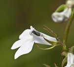 Pale lobelia