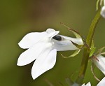 Pale lobelia