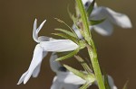 Pale lobelia