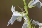 Pale lobelia