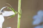 Pale lobelia