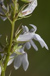 Pale lobelia