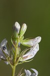 Pale lobelia