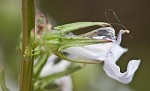 Pale lobelia