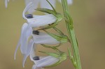 Pale lobelia