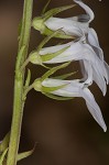 Pale lobelia