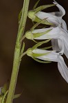 Pale lobelia