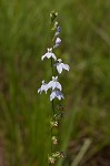 Pale lobelia