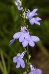 Gattinger's lobelia