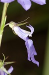 Gattinger's lobelia