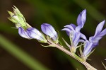 Gattinger's lobelia