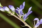 Gattinger's lobelia