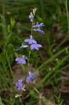 Gattinger's lobelia