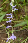 Gattinger's lobelia