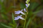 Gattinger's lobelia