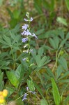 Gattinger's lobelia