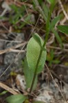 Gattinger's lobelia