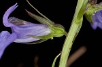 Gattinger's lobelia