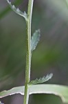 Shortleaf lobelia