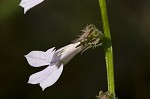 Shortleaf lobelia