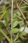 Shortleaf lobelia