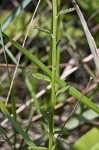 Shortleaf lobelia