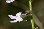 Shortleaf lobelia