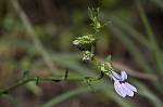 Shortleaf lobelia