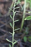 Shortleaf lobelia