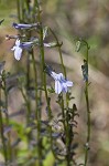 Shortleaf lobelia