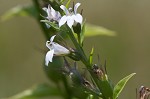 Indian tobacco