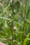 Indian tobacco