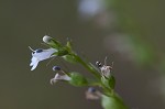 Indian tobacco