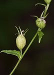 Indian tobacco