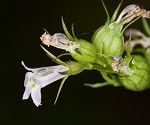 Indian tobacco